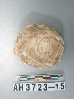 藏品(小型螺蓋製貝刮器)的圖片